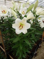 [4120 Selene VZ No01.JPG]